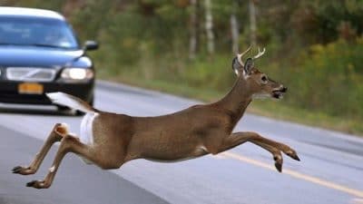 Drivers & Passengers In Cars That Hit Deer Suffer Death & Serious Injury