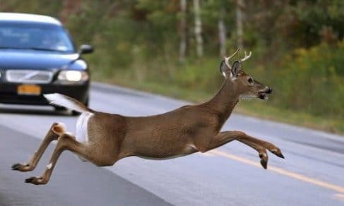Drivers & Passengers In Cars That Hit Deer Suffer Death & Serious Injury